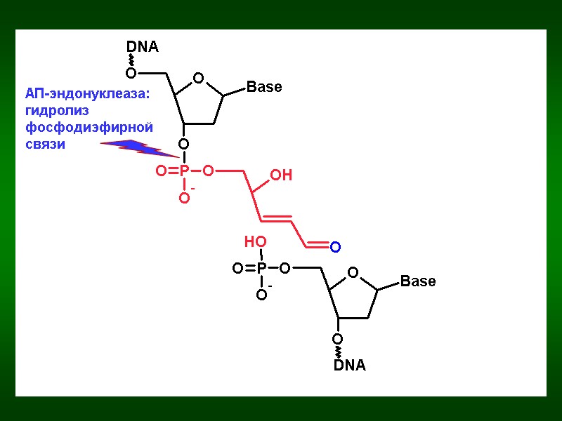 АП-эндонуклеаза: гидролиз фосфодиэфирной связи